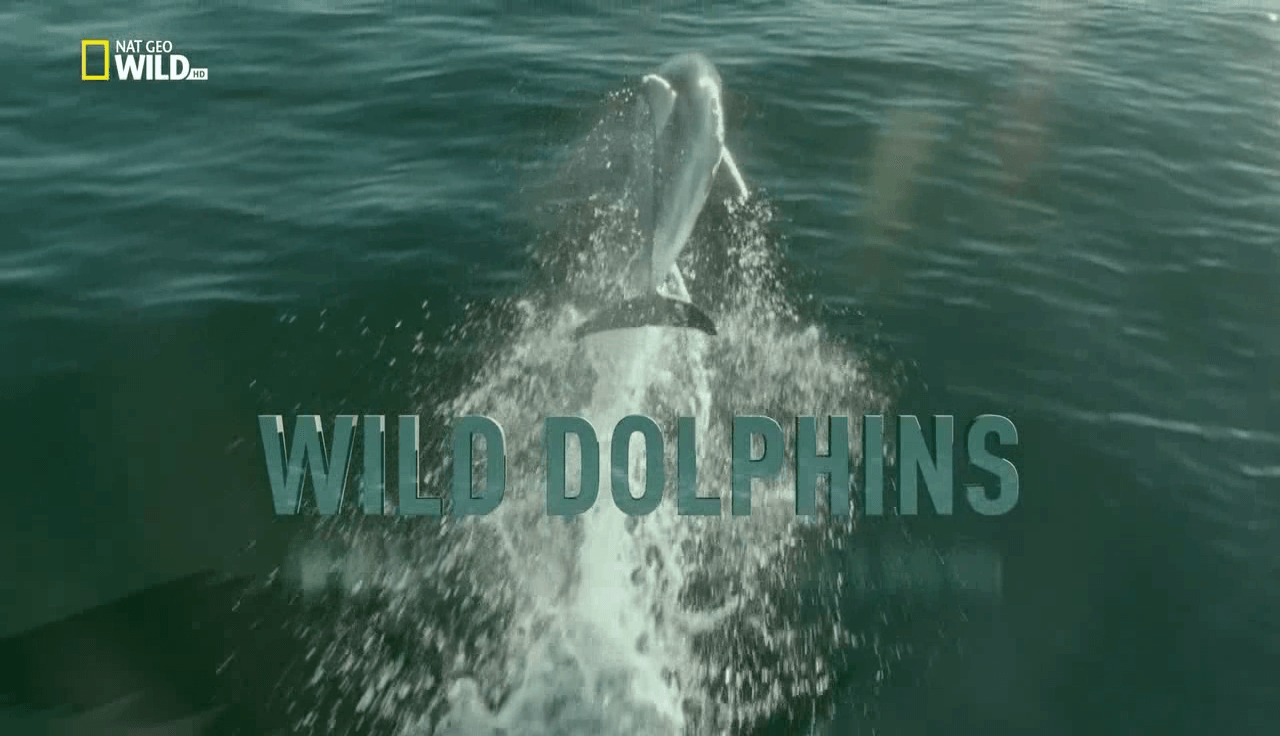 Диви делфини / Wild Dolphins